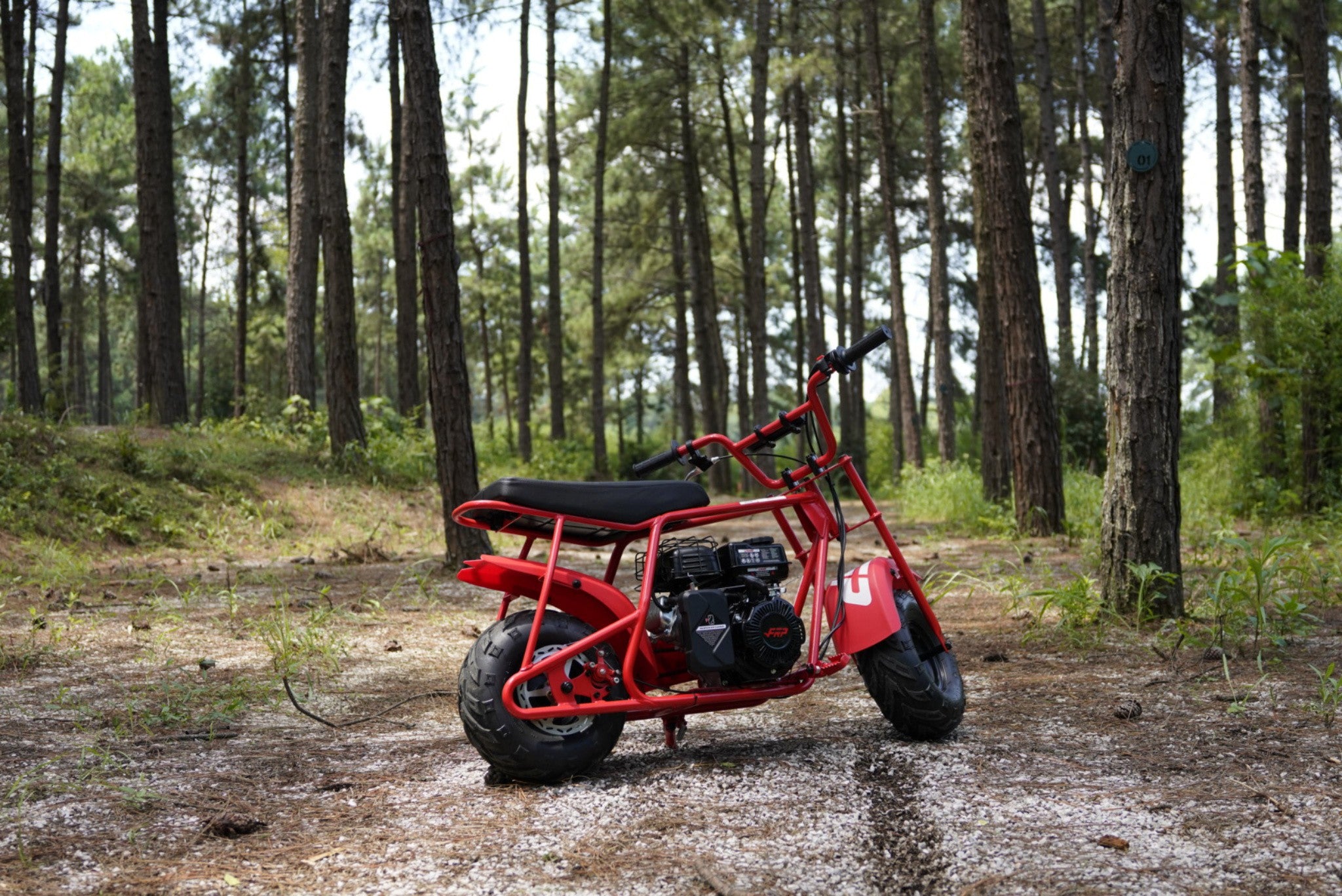 GMB100 gas mini bike is in the forest.