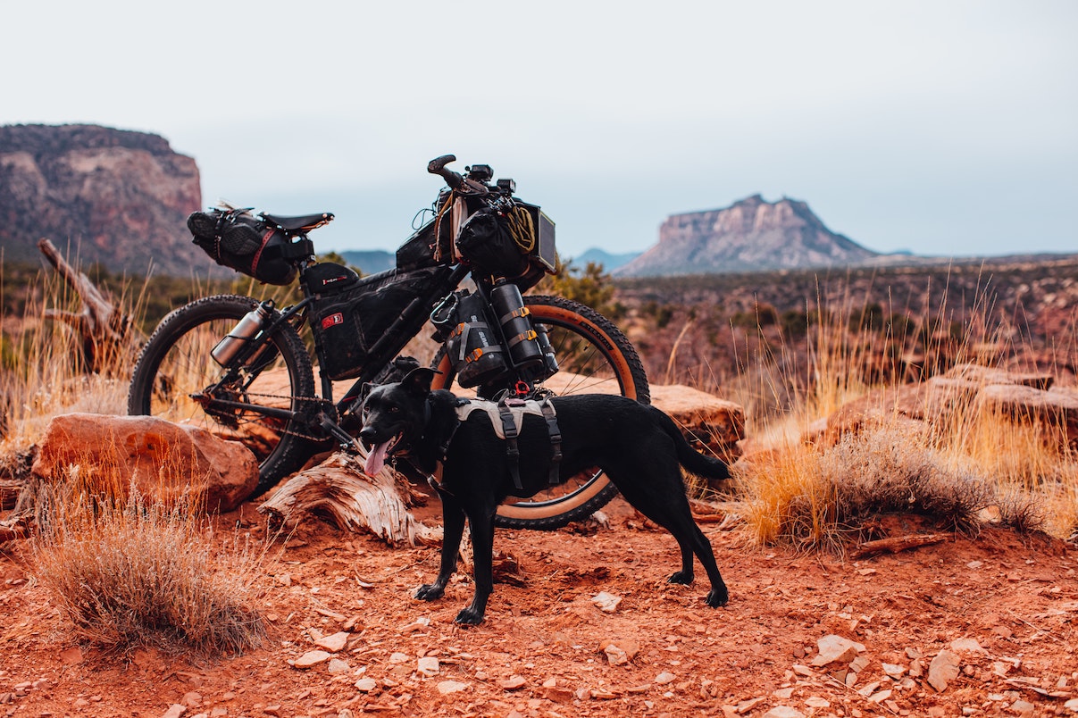 kids dirt bike with pet